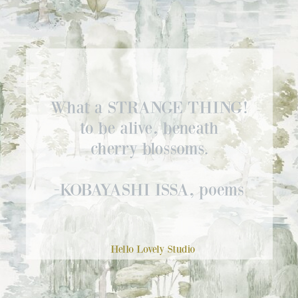 Kobayashi Issa quote about cherry blossoms on Hello Lovely Studio. #springquotes #cherryblossoms #wonderquotes #inspirationalquotes