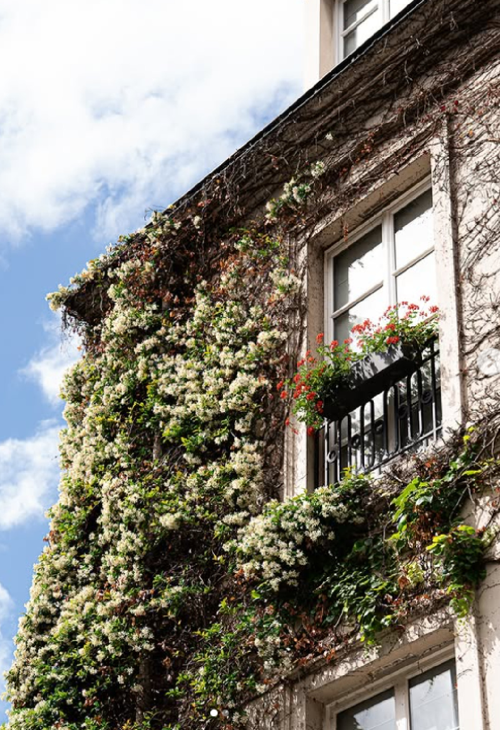 Star jasmine on facade of Pavillon de la Reine & Spa. #parishotels #lesvosges #lemarais