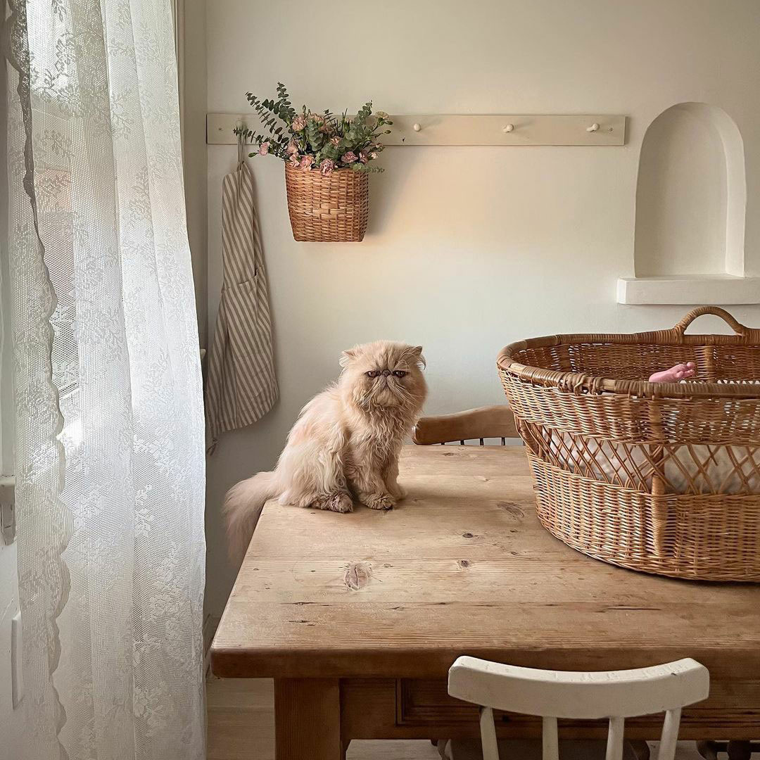 Lovely serene cottagecore dining room with ragdoll cat on table - @alletrejo. #europeancottage #cozyinteriors #romanticcottages