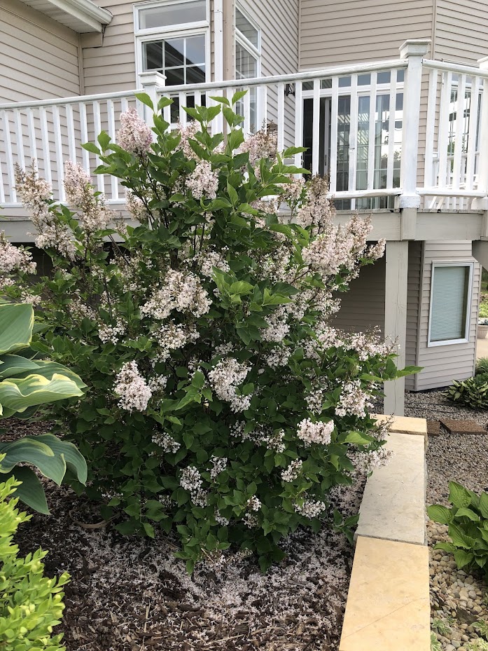 Lilac blooming in the backyard at the Georgian in Spring - Hello Lovely Studio.