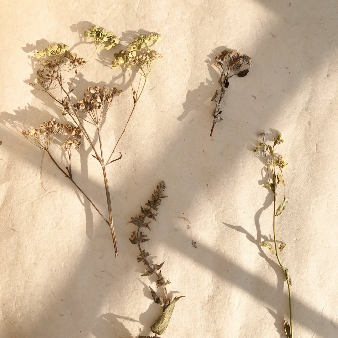 Dried wildflowers and herbs from my backyard - Hello Lovely Studio.