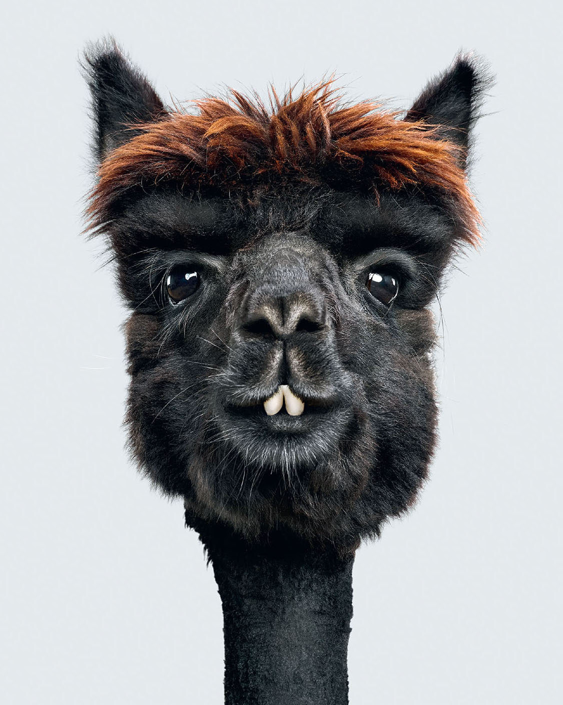 Alpaca portrait from FARM LIFE: A Collection of Animal Portraits by Randal Ford (Rizzoli, 2024). #animalportraits