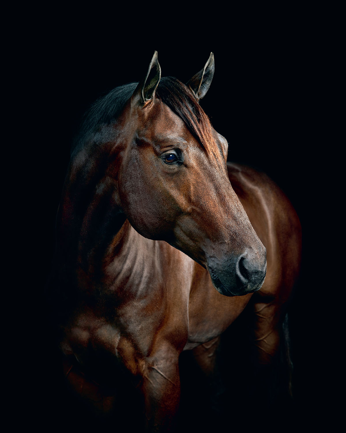 Horse portrait from FARM LIFE: A Collection of Animal Portraits by Randal Ford (Rizzoli, 2024). #animalportraits