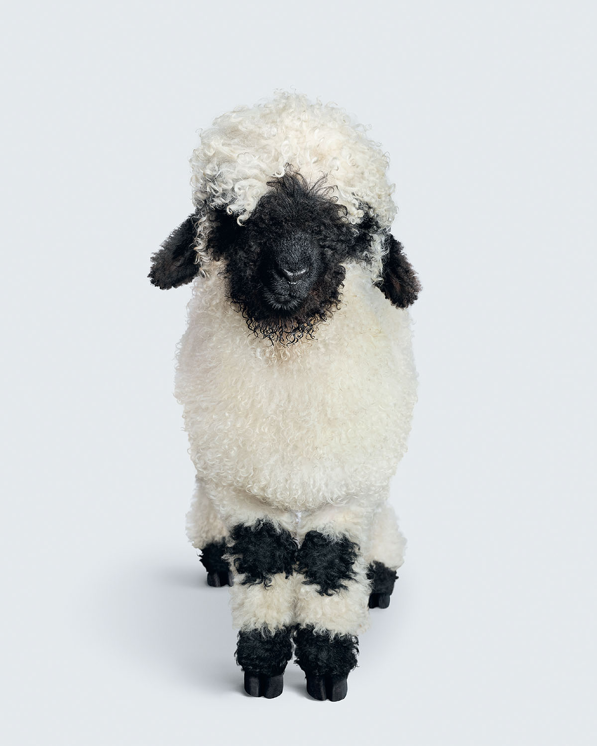 Sheep portrait from FARM LIFE: A Collection of Animal Portraits by Randal Ford (Rizzoli, 2024). #animalportraits