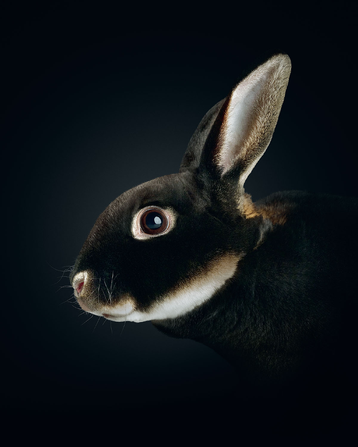 Rabbit portrait from FARM LIFE: A Collection of Animal Portraits by Randal Ford (Rizzoli, 2024). #animalportraits