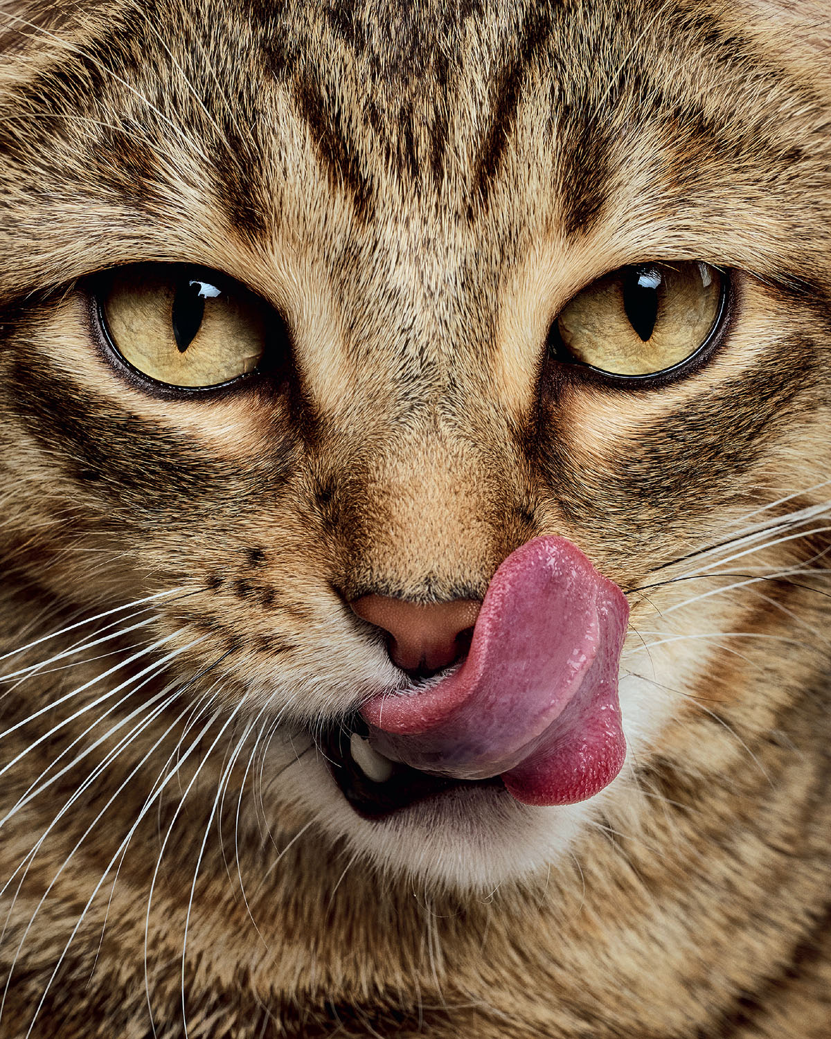 Cat portrait from FARM LIFE: A Collection of Animal Portraits by Randal Ford (Rizzoli, 2024). #animalportraits