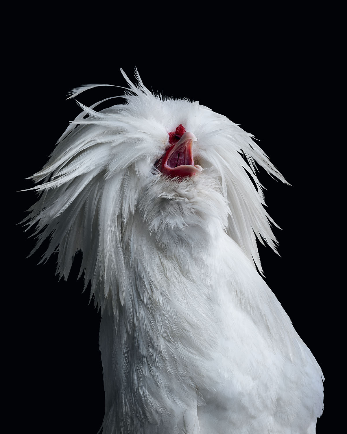 From FARM LIFE: A Collection of Animal Portraits by Randal Ford (Rizzoli, 2024). #animalportraits #chickenportrait