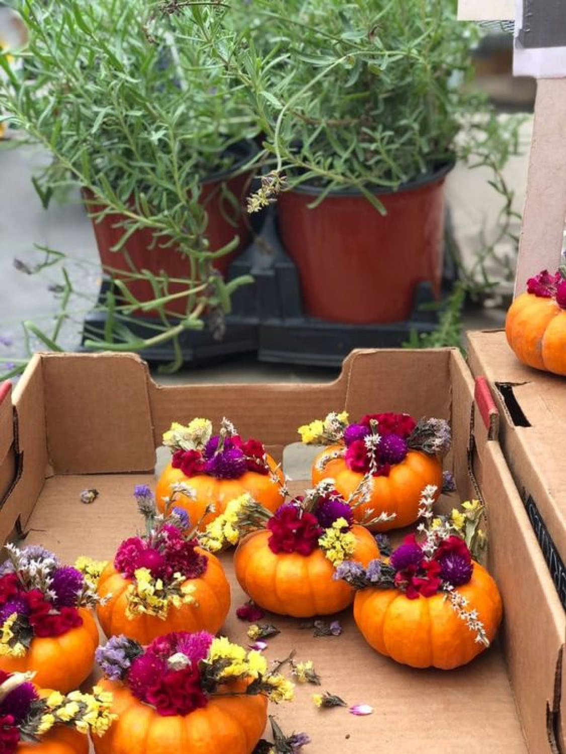 Sweet, lovely and rustic mini pumpkin planter centerpiece idea from Most Lovely Things. #falltablescapes #fallflorals