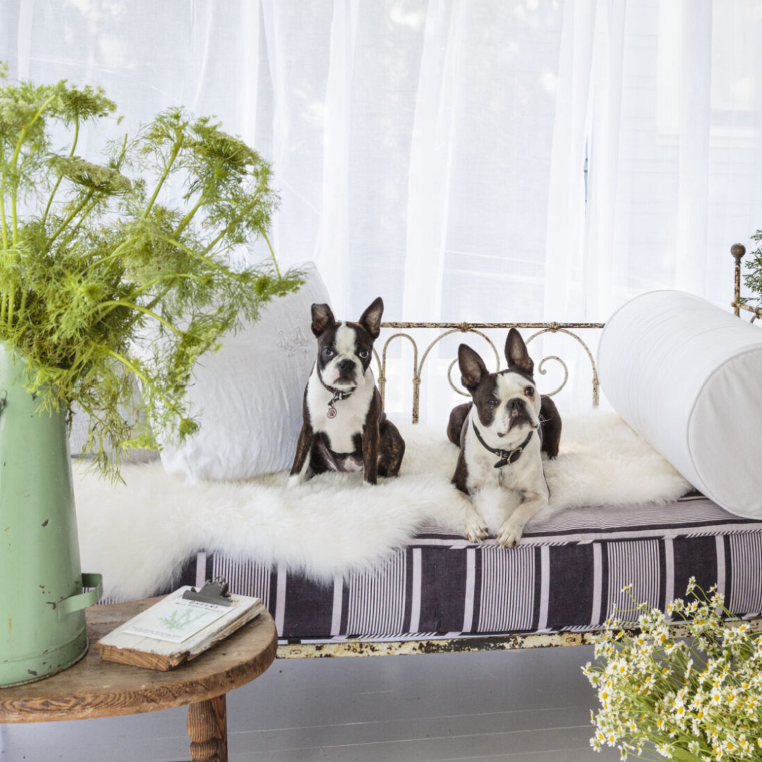 Two Boston Terriers lounging on antique daybed on cottage porch styled by Fifi O'Neill; photo by Mark Lohman. #bostonterriers #fifioneill